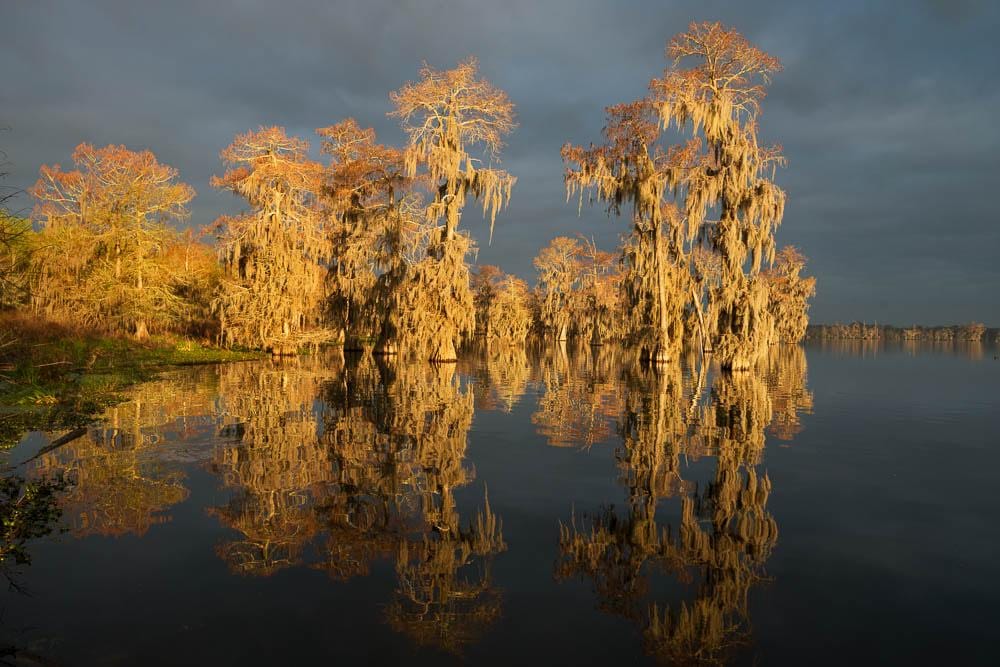 A momentary shaft of sun peers through cloudy skies to brilliantly light up Spanish moss covered bald cypress trees.