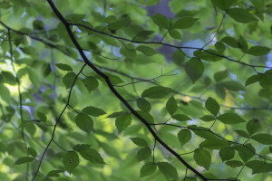 Fernbank Forest by Peter Essick