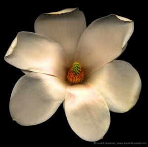 Magnolia by Harold Feinstein