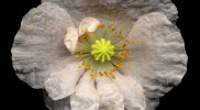 Tissue Paper Poppy