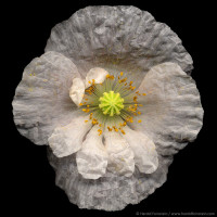 Tissue Paper Poppy