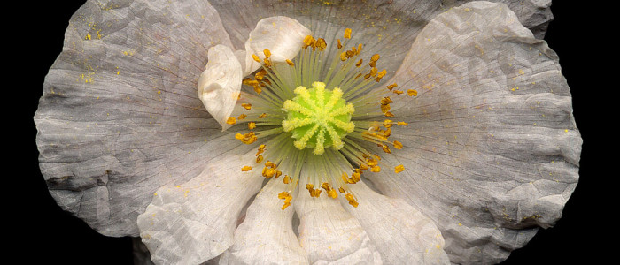 Tissue Paper Poppy