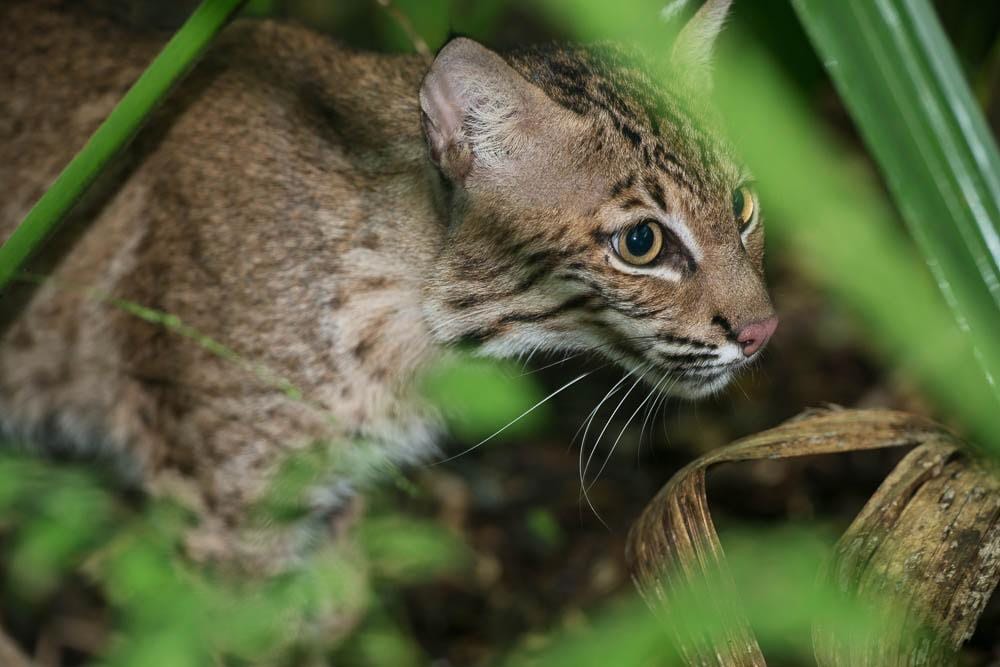 A male one year-old bobcat shortly after its release at Cypress Island Preserve. A safe place for this rehabilitated animal.