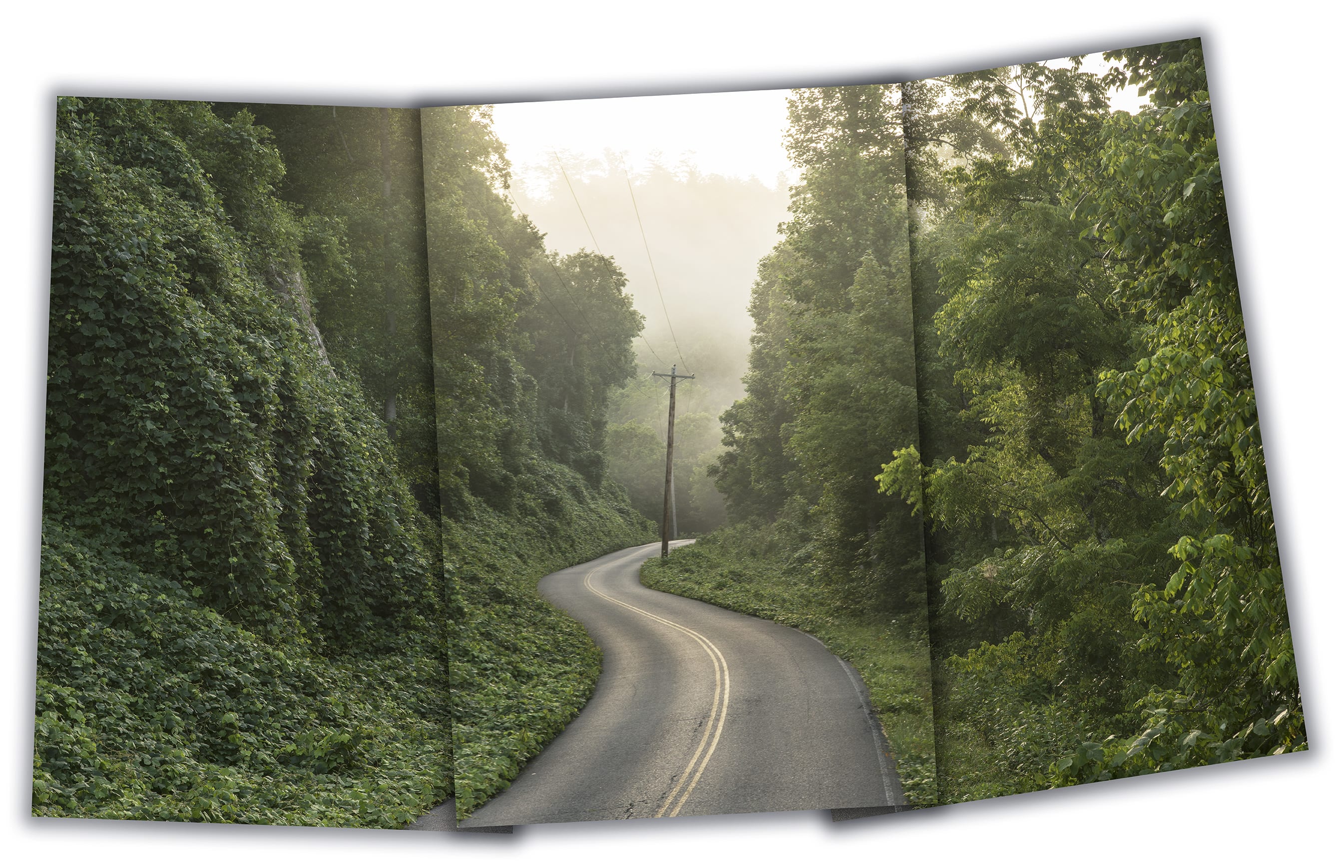 Kudzu - near Hiwasee River Tennessee