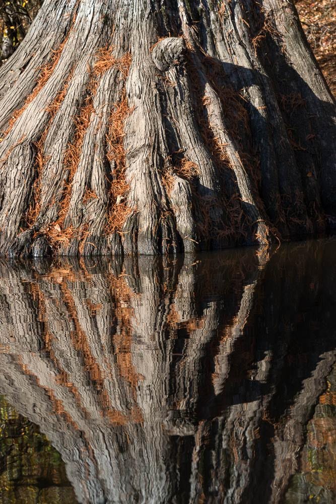 Looking grandfatherly the massive butteress-and-fluted base of a bald cypress tree lies at the edge of bayou Dorcheat