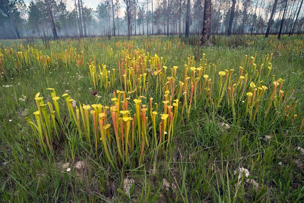 Three weeks after a controlled burn yellow pitcher plants have already returned to the long leaf pine savanna called Abita Creek Flatwood Preserve