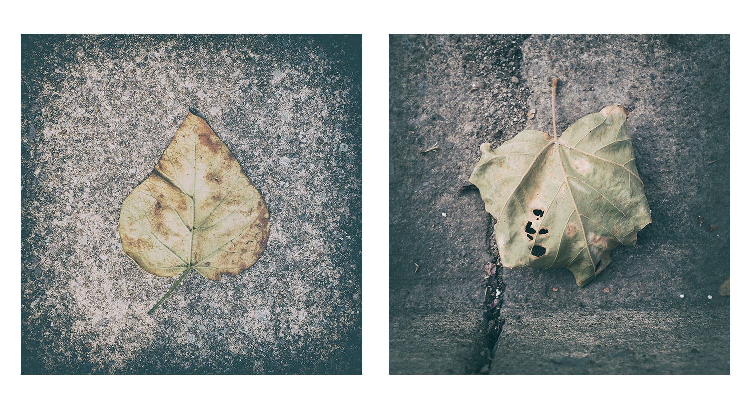 David Morel  Last Rites  South x Southeast photomagazine