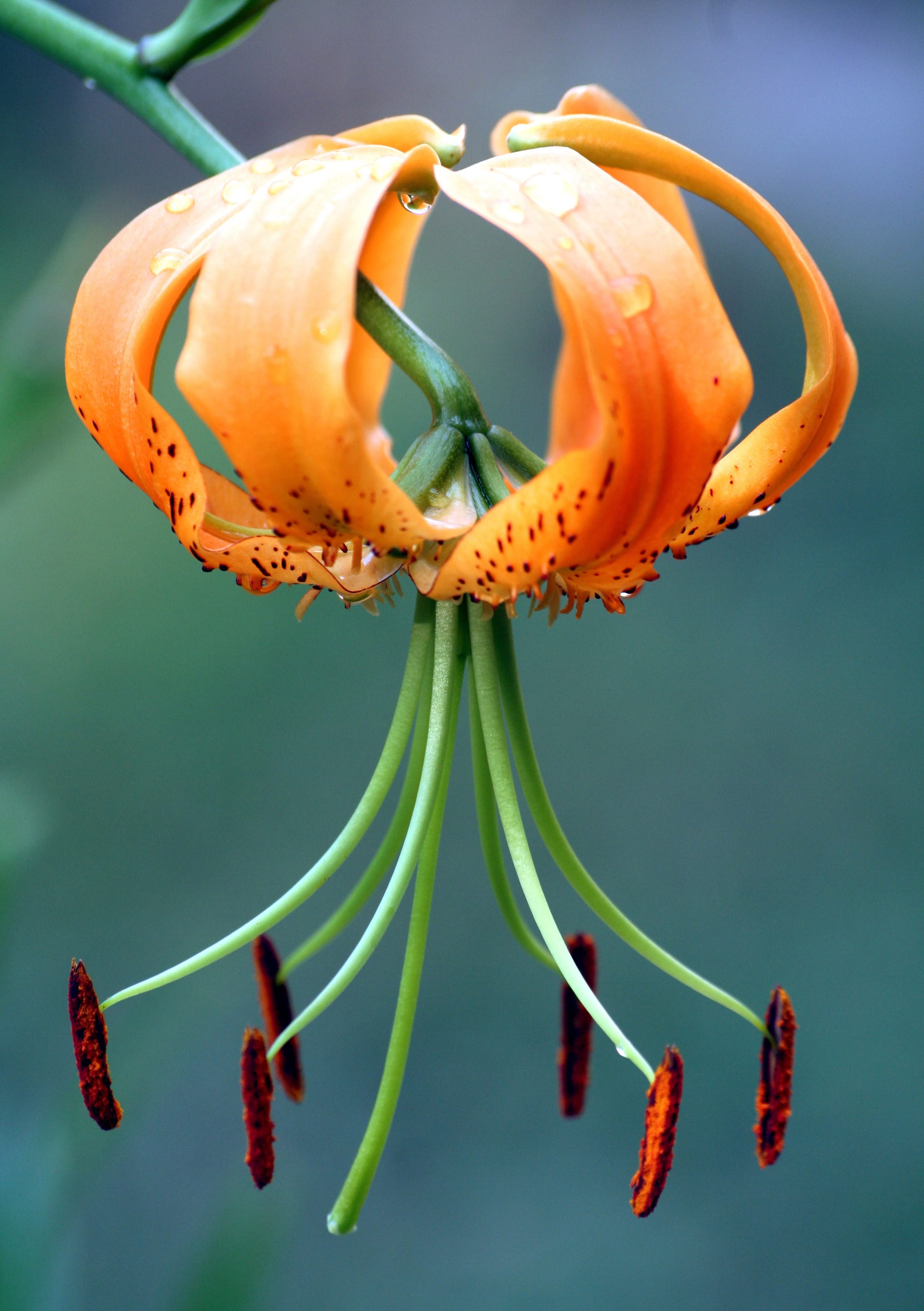 Tiger Lily After Rain