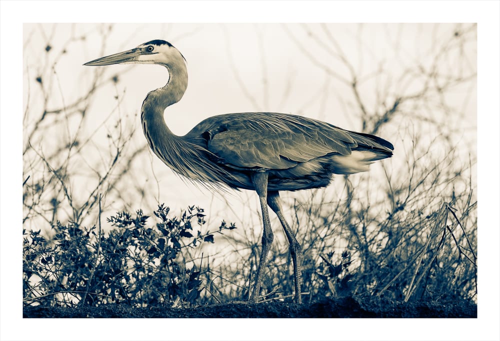 Stalking Great Blue Heron, Galápagos 2009 ©Judy Lampert