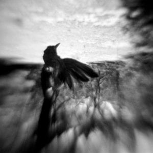 Phoenix Rising ©Becky Ramotowski