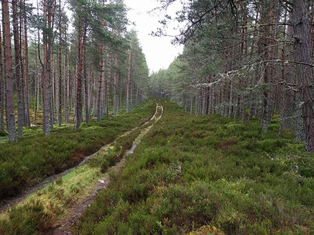 Inshraich Forest, The Cairngorms. Eighty-nine miles in. The median age on this year’s Challenge was about sixty. Most were men, most were from Scotland and other parts of the UK. Earlier, at the bus station in Glasgow, I’d noticed a very compact man in his 80s sitting on a bench with a small rucksack and walking pole. He had the sad, world-weary eyes of somebody knowing what he was getting into. I walked over and asked him, “How many times”? He said this was his 33rd crossing. I asked him another question about the hike. He looked at my 35-pound pack, closed his eyes and went back to sleep. 