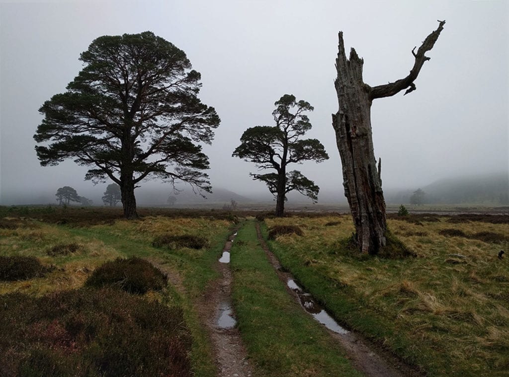 Glen Feshie, The Cairngorms. This ten mile stretch of heaven-on-earth was the highlight of the journey. Best experienced on a nasty weather day.