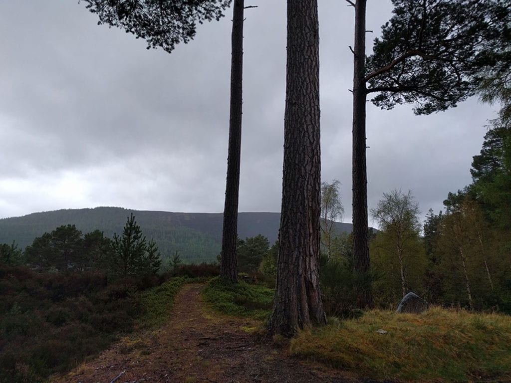 Day Seven. 125 miles in. Caledonian Pines in the Linn of Dee.