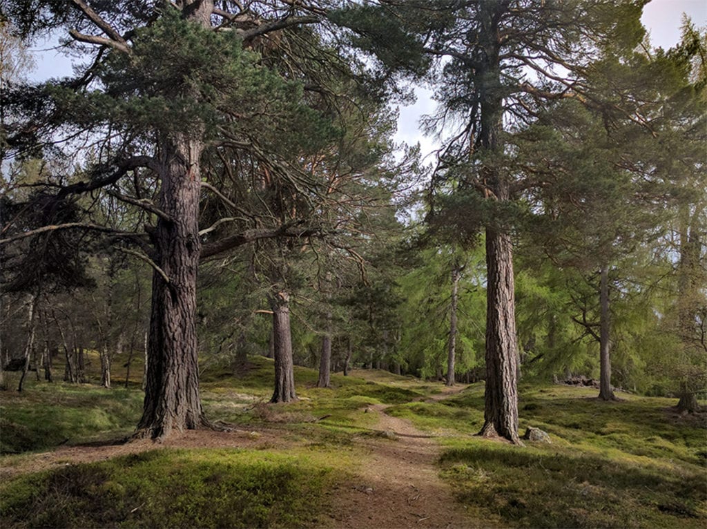 Day Nine, Braemar. During my single off-day, I'd found a trail that cut through a nice set of wooded hills behind the old town and I used this to start today’s hike, a twenty-miler to Ballater. I knew I would have to climb a fence a couple miles out but this only meant I would be walking alone again.