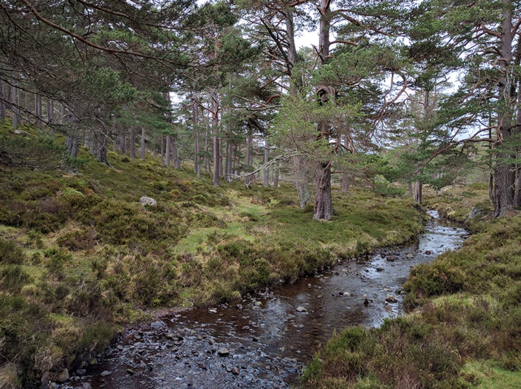 The Woods of Garmaddie. Looking at my Landranger map, I saw that I was closing in on the Queen's estate in Balmoral so I cut up the hill here to avoid any unpleasant encounters with knights on horseback or whatever they send out after trespassers these days. As it happens, not far from here I saw a security camera up in the trees, a reminder of when I once wandered into the perimeter of Camp David.