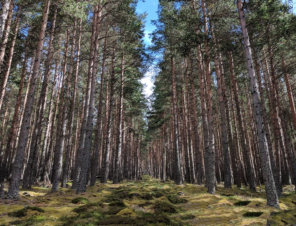 Day Ten. South of Ballater, Aberdeenshire. 145 miles. The hills in Scotland are not the highest but they go straight up. The man in the pub last night advised me that the shortest way is not always the fastest. I went for it anyway.