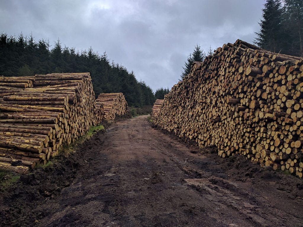 Day 12, the finale. 177 miles in. One 25-miler ahead of me, much of it through the Fetteresso Forest. My job today was to stay off the wide, muddy forestry roads criss-crossing the region. Unfortunately, this would be totally unavoidable in some sections.