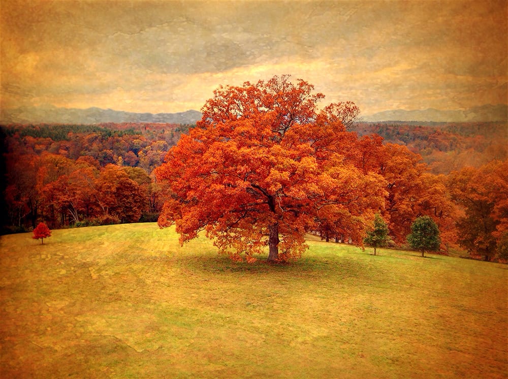 The Red Tree ©KarenKlinedinst