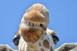 HONORABLE MENTION | Susan Perry I have never had a close encounter quite like this one! Visiting the Serengeti Safari at Bush Gardens, I was able to get a once-in-a-lifetime shot. One stop on the safari is to feed the giraffes. They come right up to the open aired vehicle with their cute faces, waiting to be petted and fed. While everyone was vying for the giraffes' attention, there was one giraffe who singled me out and was vying for my attention...and, he got it! He was so curious about my camera and lens, coming closer and closer and closer. I was frantically clicking away as fast as I could. Snap! I captured the shot right before he tried to sink his teeth into my lens. What a moment! It was such an exciting, amazing and unforgettable experience! BIO: My passion for photography centers around my love for animals and the majestic beauty of nature. Animals can be so animated and so full of life and for one split section, that decisive moment can be captured through the lens of a camera. I have had an enthusiasm for photography for as long as I can remember. Photography was a "family affair" with my mother constantly documenting our lives by taking pictures of everything (and everybody) and my father recording the world with his video camera. They were very influential in my life, and it is no surprise that I would inherit this love for capturing life one frame at a time. ©Susan Perry 