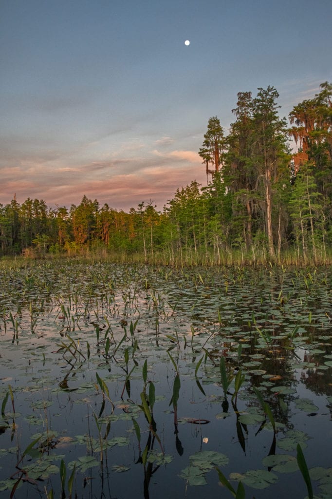 Okefenokee swamp passage analysis image